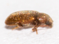 Micrambe ulicis